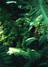 Pond near Fort Goodwater