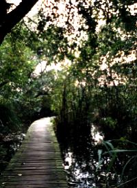 Typical Fanigawi Woodway